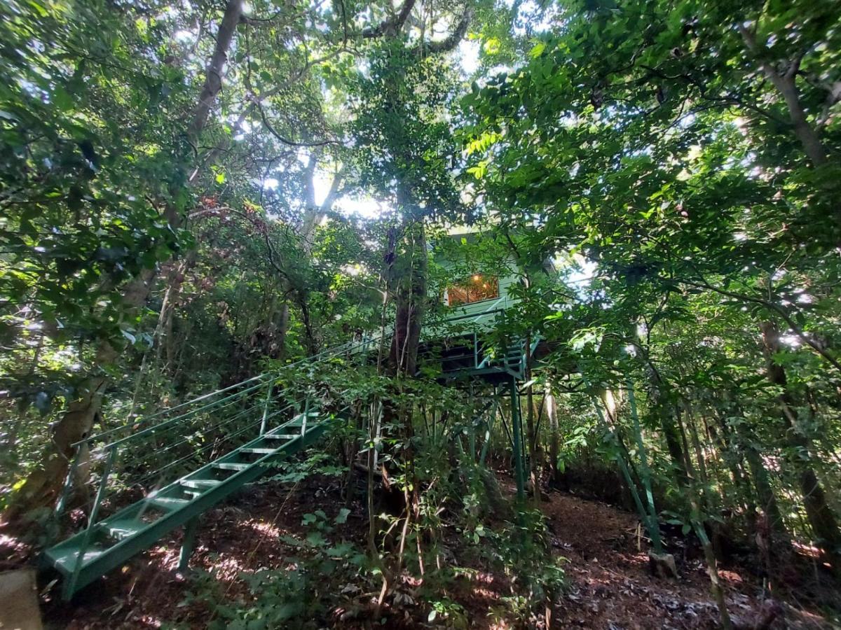 Jungle Living Tree Houses Монте-Верде Экстерьер фото