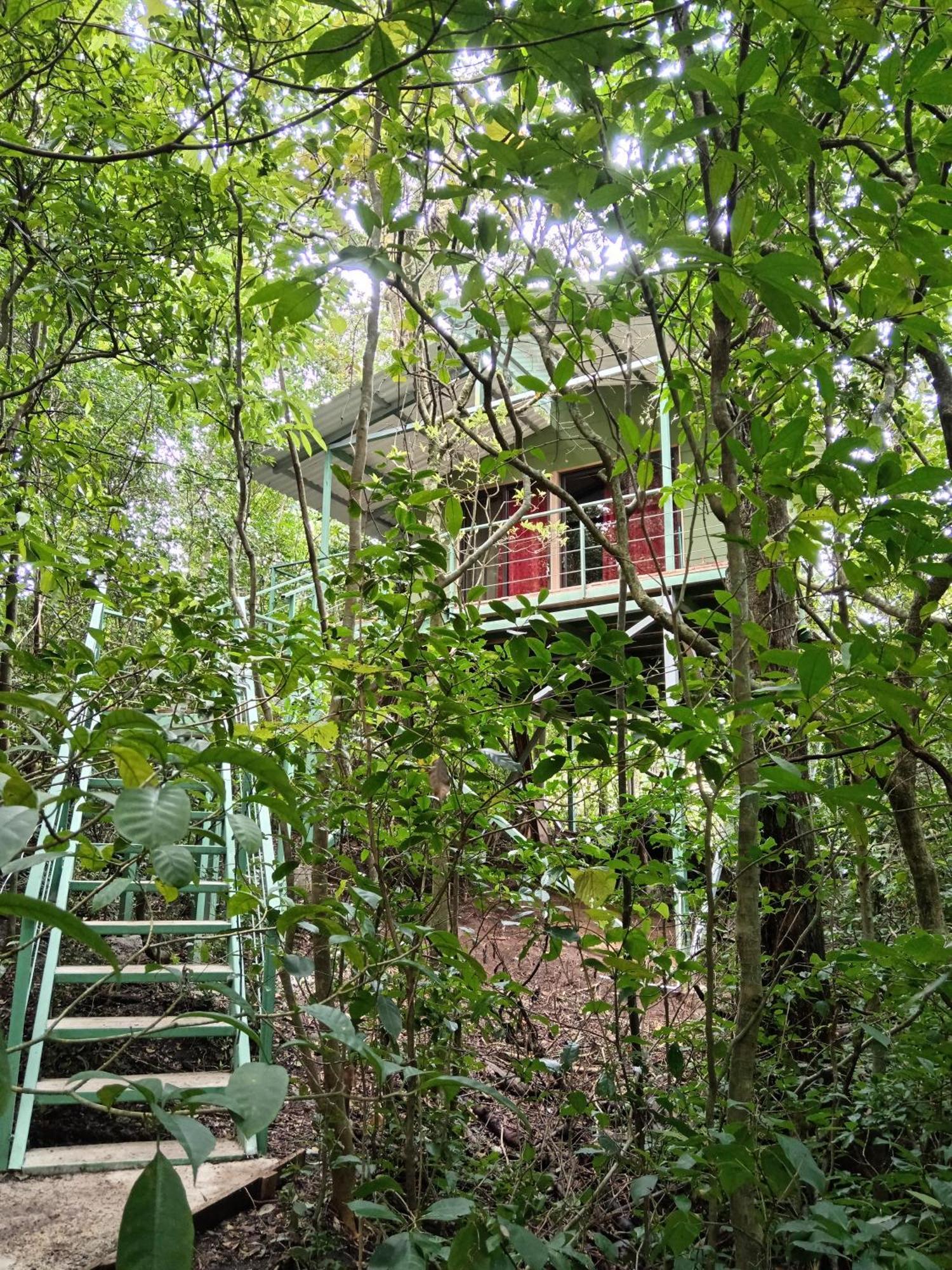 Jungle Living Tree Houses Монте-Верде Экстерьер фото