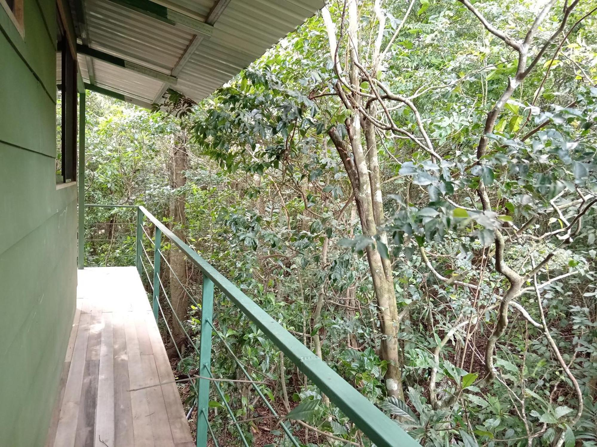 Jungle Living Tree Houses Монте-Верде Экстерьер фото